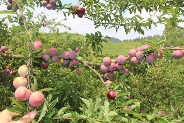 徑南李果熟了，約起…… 
